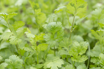 Fototapeta na wymiar Fresh coriander (cilantro) herb closeup.