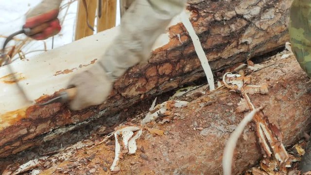 Peeling the pine log with steel tool