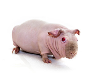skinny pig on a white cloth