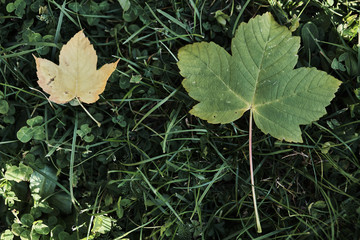 Autumn motives two Yellow Leaves on the bench describing life circle