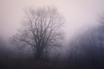tree at the edge of forest, foggy landscape