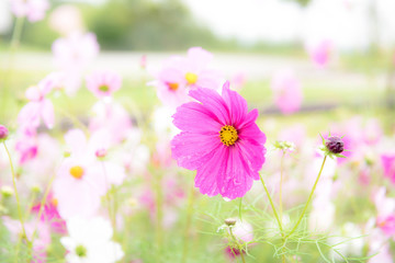 コスモス2