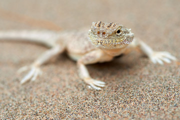 Phrynocephalus mystaceus. Phrynocephalus mystaceus is a species of agamid lizard.