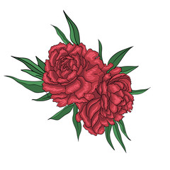 red peony flowers