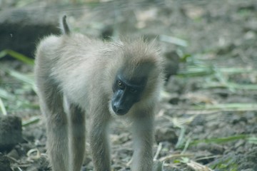 CAMEROON MONKEY