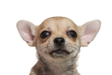 Close up portrait of cute Chihuahua puppy isolated on white background
