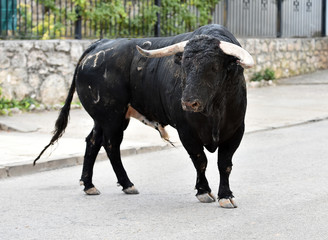 spanish bull