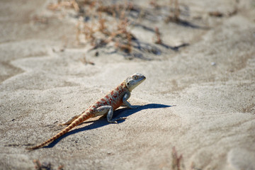 Agama lizard. Agama is the name of the genus of a group of small, long-tailed, insectivorous lizards, and the common name of these lizards.