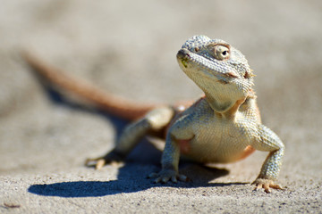 Agama lizard. Agama is the name of the genus of a group of small, long-tailed, insectivorous lizards, and the common name of these lizards.