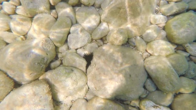 sea urchin on pebble bottom of Adriatic Sea