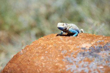 Agama lizard. Agama is the name of the genus of a group of small, long-tailed, insectivorous lizards, and the common name of these lizards.