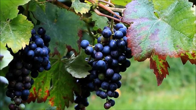 blue wine grapes on the vine
