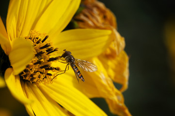 Butinage syrphidae