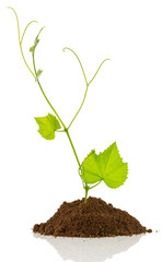 naissance d'un plant de vigne sur butte de terre