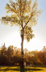 Young couple with bicycle standing under a big tree in park on sunny autumn day.	