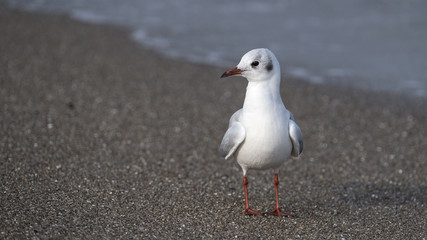 Möwe steht am Strand