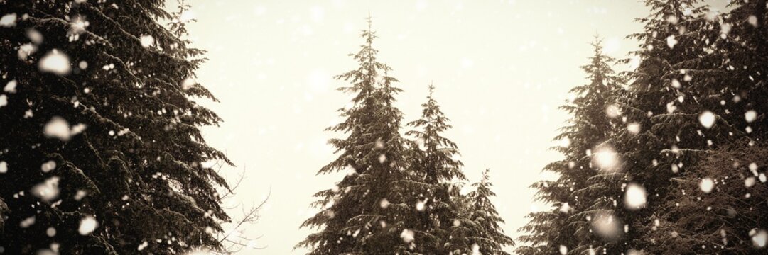 Tree coated of snow 
