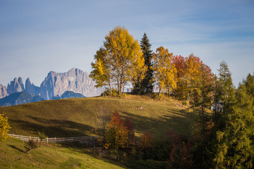 Autumnal colorful trees with dolomitic background, Renon/Ritten, Alto Adige/South Tyrol, Italy