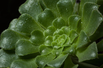 Aeonium undulatum Succulent. Close-up of green succulent plant with drops of water on the leaves....