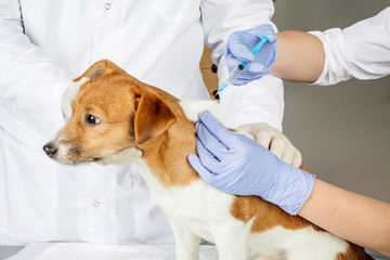 veterinarian  in vet clinic at work.