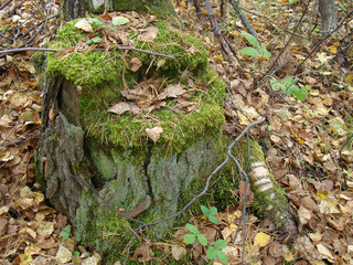 Stump covered with moss