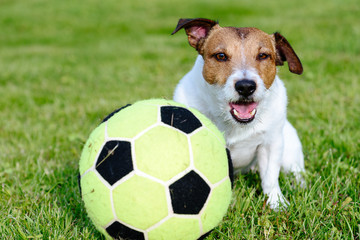 Dog with funny ears resting after football (soccer) game on playground turf