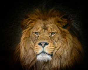 Papier Peint photo Lavable Lion Lion de Barbarie mâle