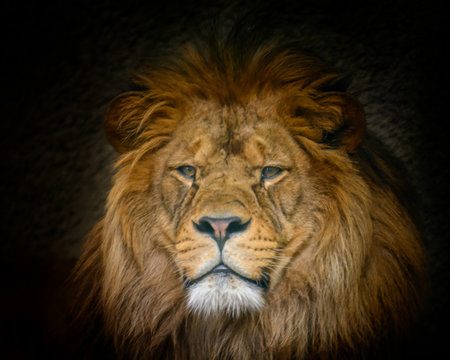 Male Barbery lion
