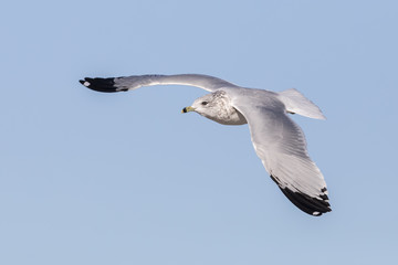 Ring-billed Gull in flight - Ontario, Canada