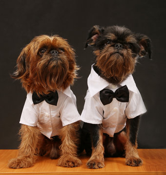 two grown brussels griffons sitting on table