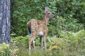 White-tailed Deer fawn in a forest clearing - Ontario, Canada