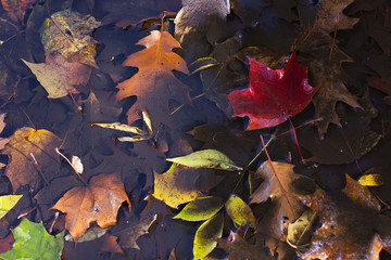 Autumn fallen leaves in a puddle after a rain.