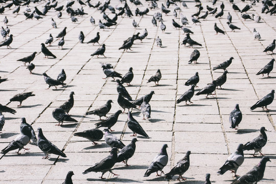 Pigeons