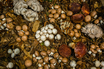 Various Edible Mushrooms