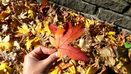 Foglia Rossa d'autunno - sfumature