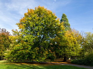 Obraz premium Autumn Tree