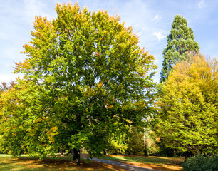 Obraz premium Autumn Tree