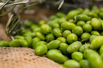 Italian Green Olives on a Net