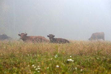 Herbst auf der Rinderweide, kleine Herde Fleischrinder liegen im Herbstnebel im Gras