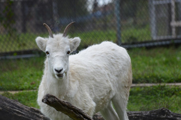 Dall Sheep