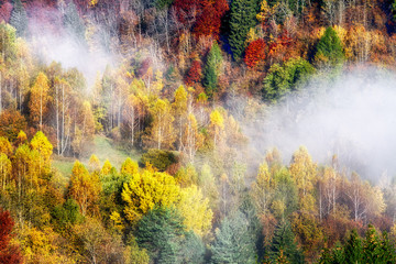 Fototapety  Kolorowy jesienny las