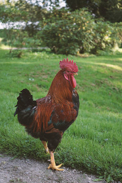Red rooster walking loose in the garden