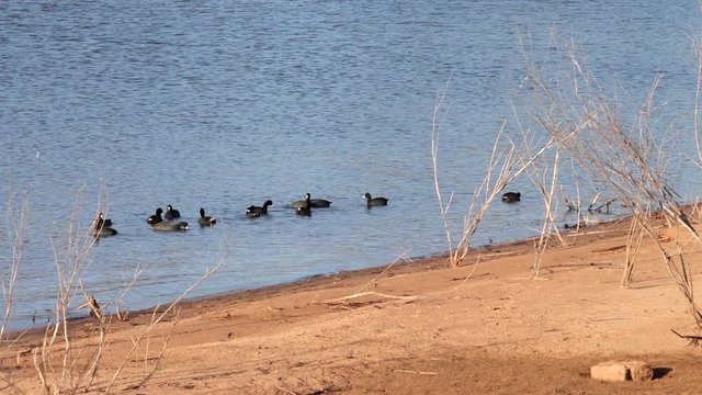 American Cottes feeding near the shore of a lake.