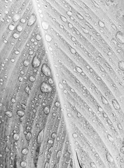 Rain drops on green leaf. Texture of vein leaf. Picture in black and white tone. 