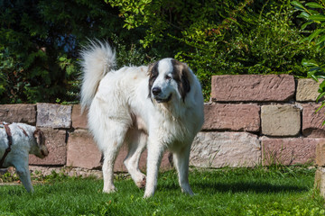 Großer Pyrinäenhund auf einer Wiese