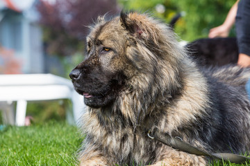 Portrait eines stattlichen Leonbergers