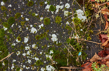 texture of moss on old asphalt, autumn foliage, plants near asphalt
