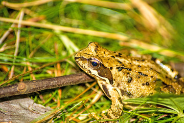 Springfrosch, Rana dalmatina, in einem Wald in Polen
