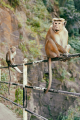 Two monkeys sitting on the fence in the mountains of Sri Lanka