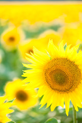 Obraz premium Flowering sunflowers